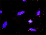 CSF1R Antibody in Proximity Ligation Assay (PLA) (PLA)