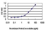 CSK Antibody in ELISA (ELISA)