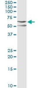 CSK Antibody in Immunoprecipitation (IP)