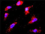 CSNK1E Antibody in Proximity Ligation Assay (PLA) (PLA)