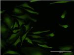 CSNK2A2 Antibody in Immunocytochemistry (ICC/IF)