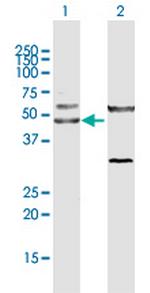 CTBP1 Antibody in Western Blot (WB)