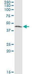 CTH Antibody in Western Blot (WB)