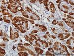 CTH Antibody in Immunohistochemistry (Paraffin) (IHC (P))