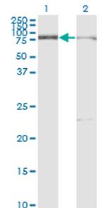 CUTL1 Antibody in Western Blot (WB)