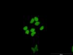 CUX1 Antibody in Immunocytochemistry (ICC/IF)