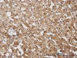 CYP2E1 Antibody in Immunohistochemistry (Paraffin) (IHC (P))