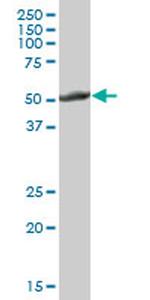 CYP2E1 Antibody in Western Blot (WB)