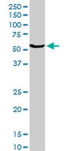 CYP2E1 Antibody in Western Blot (WB)