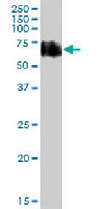 CD55 Antibody in Western Blot (WB)