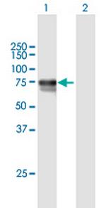 DBH Antibody in Western Blot (WB)