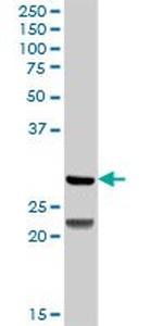 DCK Antibody in Western Blot (WB)