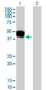 DCN Antibody in Western Blot (WB)