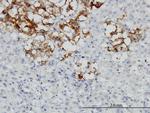 DCN Antibody in Immunohistochemistry (Paraffin) (IHC (P))