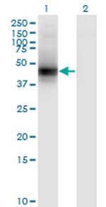 DCN Antibody in Western Blot (WB)