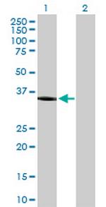 AKR1C1 Antibody in Western Blot (WB)