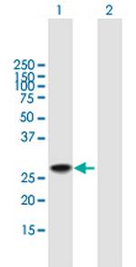 DDIT3 Antibody in Western Blot (WB)