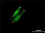 DDOST Antibody in Immunocytochemistry (ICC/IF)