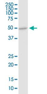 DDOST Antibody in Western Blot (WB)