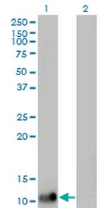 DDT Antibody in Western Blot (WB)