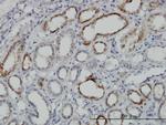 DLD Antibody in Immunohistochemistry (Paraffin) (IHC (P))