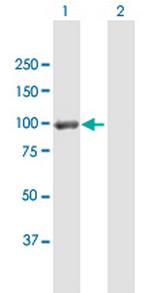 DLG4 Antibody in Western Blot (WB)