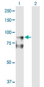 DLG4 Antibody in Western Blot (WB)