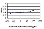 DLX2 Antibody in ELISA (ELISA)