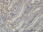 DLX2 Antibody in Immunohistochemistry (Paraffin) (IHC (P))