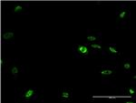 DLX2 Antibody in Immunocytochemistry (ICC/IF)