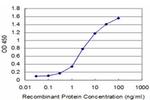 DLX5 Antibody in ELISA (ELISA)