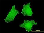 DLX5 Antibody in Immunocytochemistry (ICC/IF)