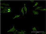 DLX5 Antibody in Immunocytochemistry (ICC/IF)