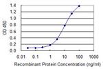 DLX6 Antibody in ELISA (ELISA)