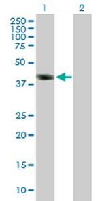 DMRT1 Antibody in Western Blot (WB)