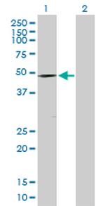 DMRT1 Antibody in Western Blot (WB)