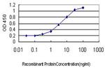 DMRT1 Antibody in ELISA (ELISA)