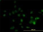 DPH1 Antibody in Immunocytochemistry (ICC/IF)