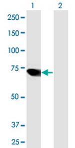 ARID3A Antibody in Western Blot (WB)