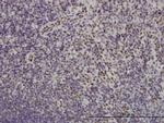 TSC22D3 Antibody in Immunohistochemistry (Paraffin) (IHC (P))