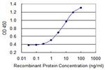 SLC26A2 Antibody in ELISA (ELISA)