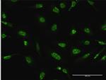 DUSP4 Antibody in Immunocytochemistry (ICC/IF)