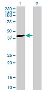 DUSP4 Antibody in Western Blot (WB)