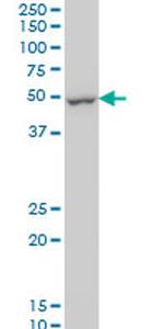 DUSP5 Antibody in Western Blot (WB)