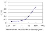 DUSP5 Antibody in ELISA (ELISA)