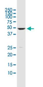 DUSP5 Antibody in Western Blot (WB)