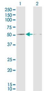 DUSP5 Antibody in Western Blot (WB)