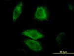 DUSP6 Antibody in Immunocytochemistry (ICC/IF)