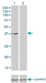 DUSP6 Antibody in Western Blot (WB)