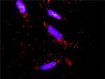 DUSP9 Antibody in Proximity Ligation Assay (PLA) (PLA)